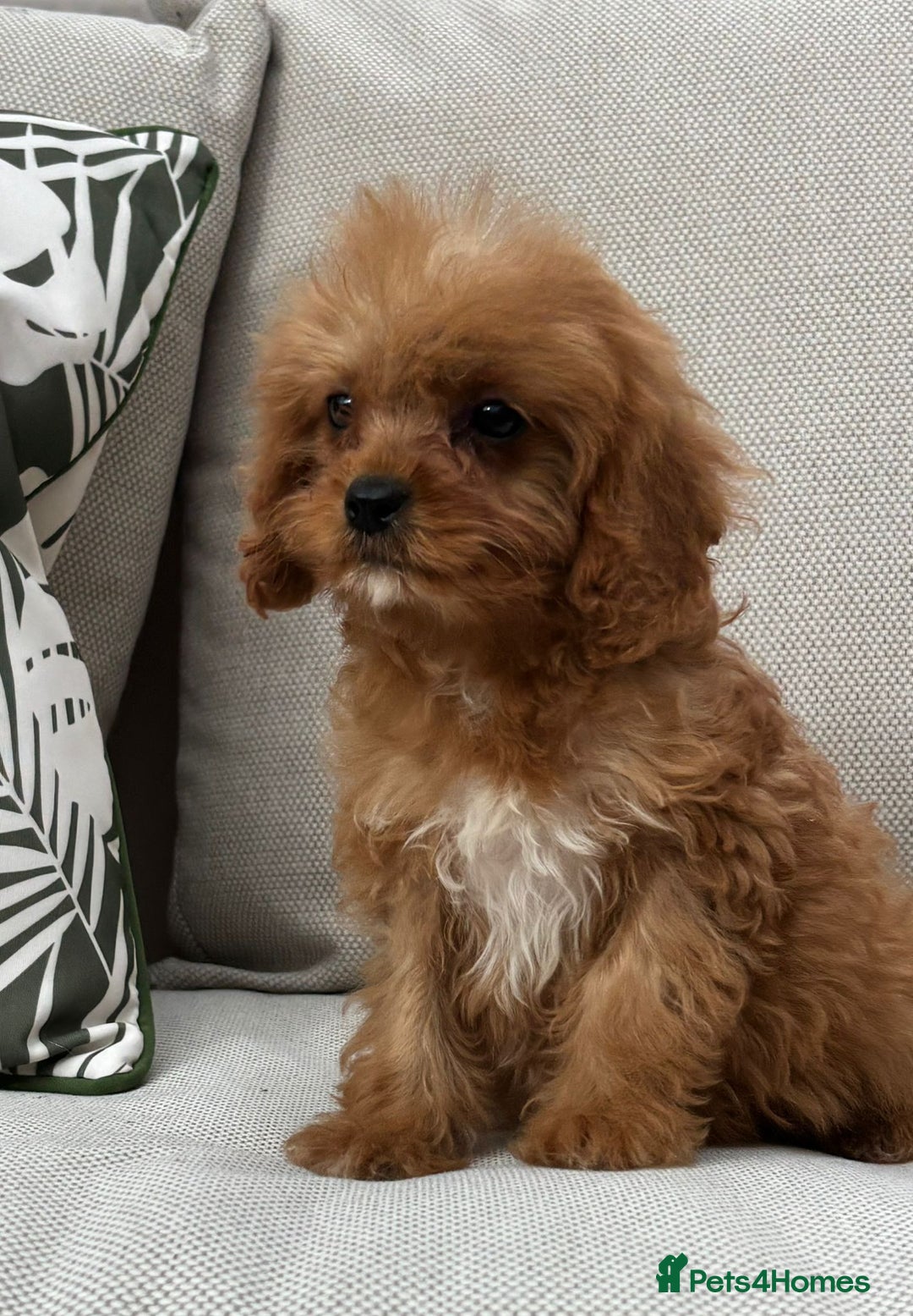 Cavapoo dogs for sale: Beautiful f1 cavapoo pups - Image 3