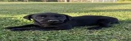 Labrador Retriever dogs for sale: Mr stephen jones in Aylesbury - Advert 12
