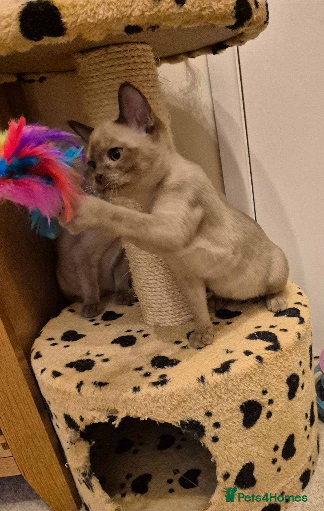 Burmese cats for sale: Pedigree Burmese Kittens - Advert 10