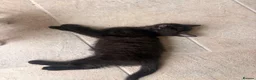 Mixed Breed cats for sale: 4 beautiful baby kittens - Advert 8