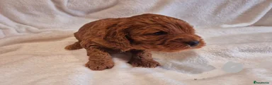 Cavapoo 1