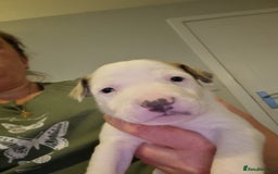 Mixed Breed dogs for sale: Staffy x Whippet puppies - Image 2