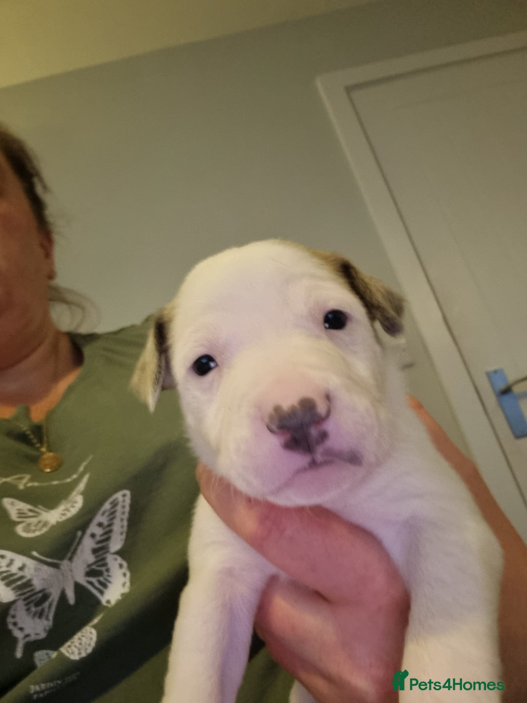 Mixed Breed dogs for sale: Staffy x Whippet puppies - Image 2