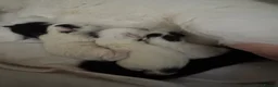 Domestic Shorthair cats for sale: Beautiful black and white fur baby’s  - Advert 7