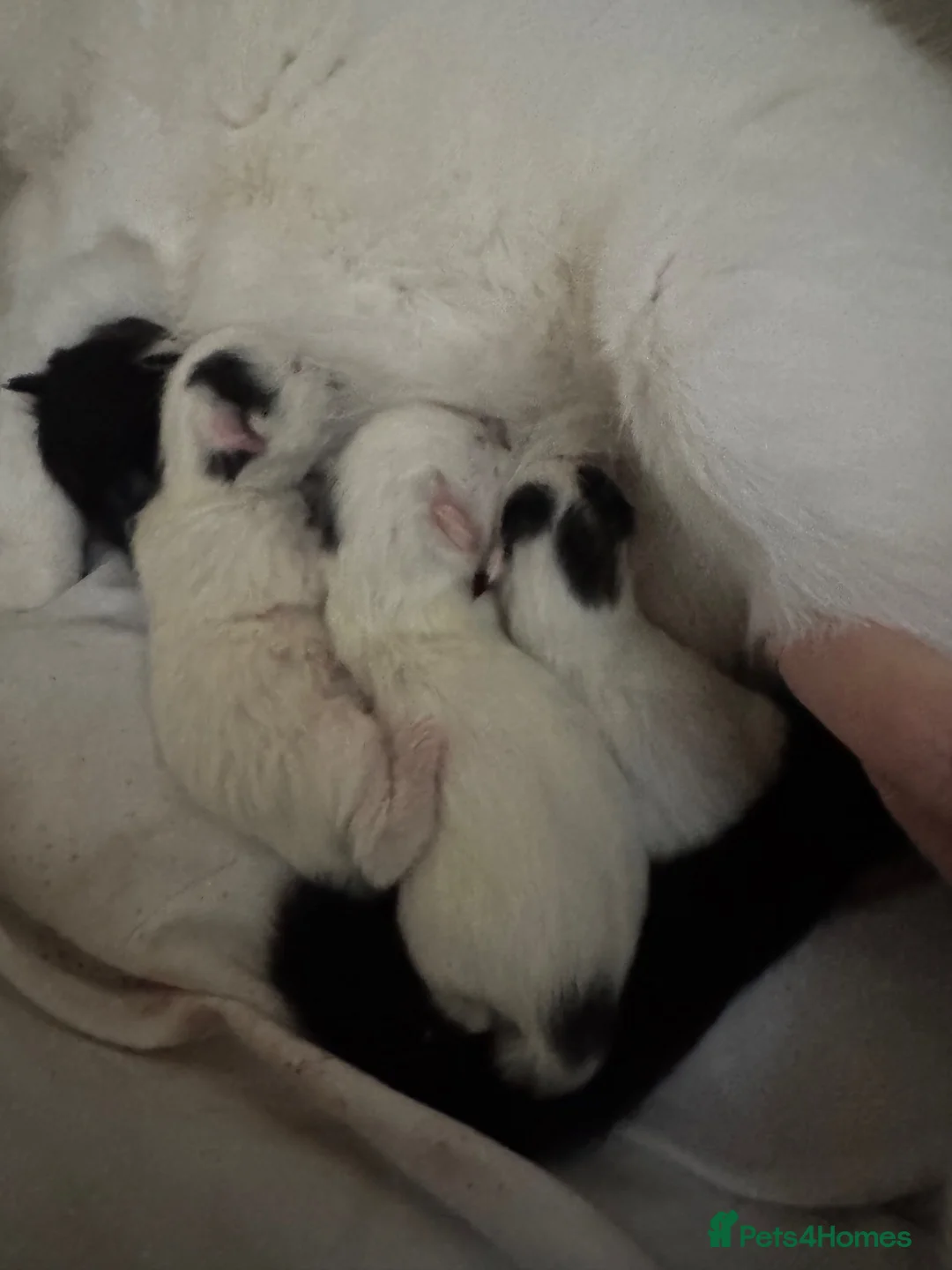 Domestic Shorthair cats for sale: Beautiful black and white fur baby’s  - Advert 7