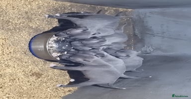 Staffordshire Bull Terrier dogs - Advert 5