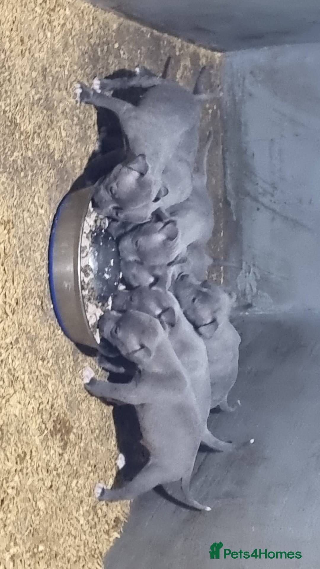 Staffordshire Bull Terrier dogs for sale: Kc Champion Blue Staffy Pups - Image 1