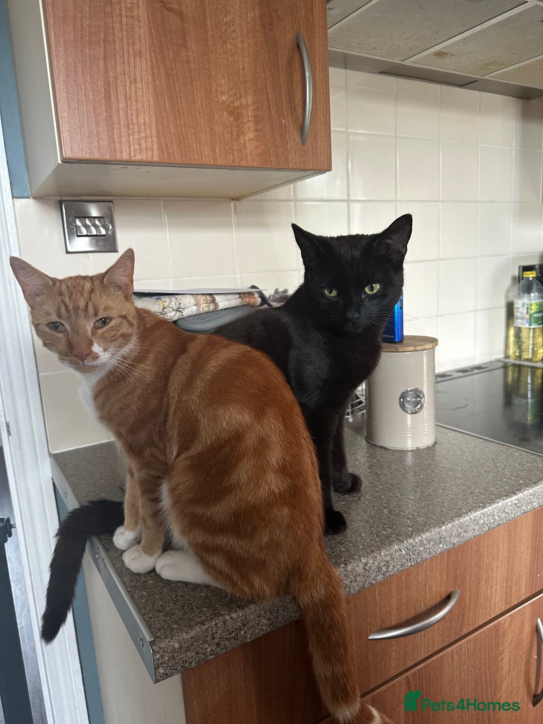 British Shorthair cats for sale: 2 male cats  - Advert 4