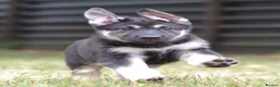 German Shepherd dogs for sale: ⭐ Rare East European Shepherd Puppies UK - Advert 12