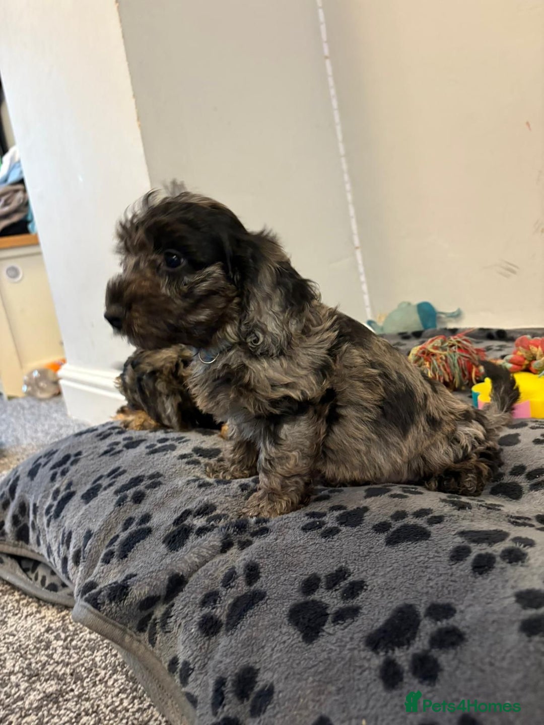 Mixed Breed dogs for sale: dixie pop puppies for sale - Image 20