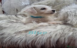 Zuchon dogs for sale: Bichon Frise puppy for sale  - Image 8