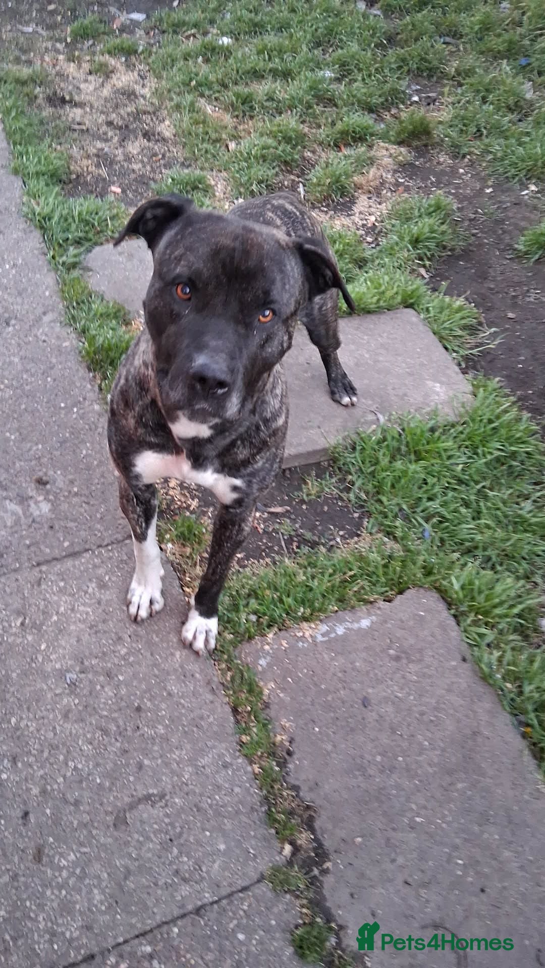 Presa Canario dogs 3 year old presa for sale  - Advert 4