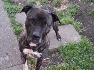 Presa Canario dogs 3 year old presa for sale - Advert 10