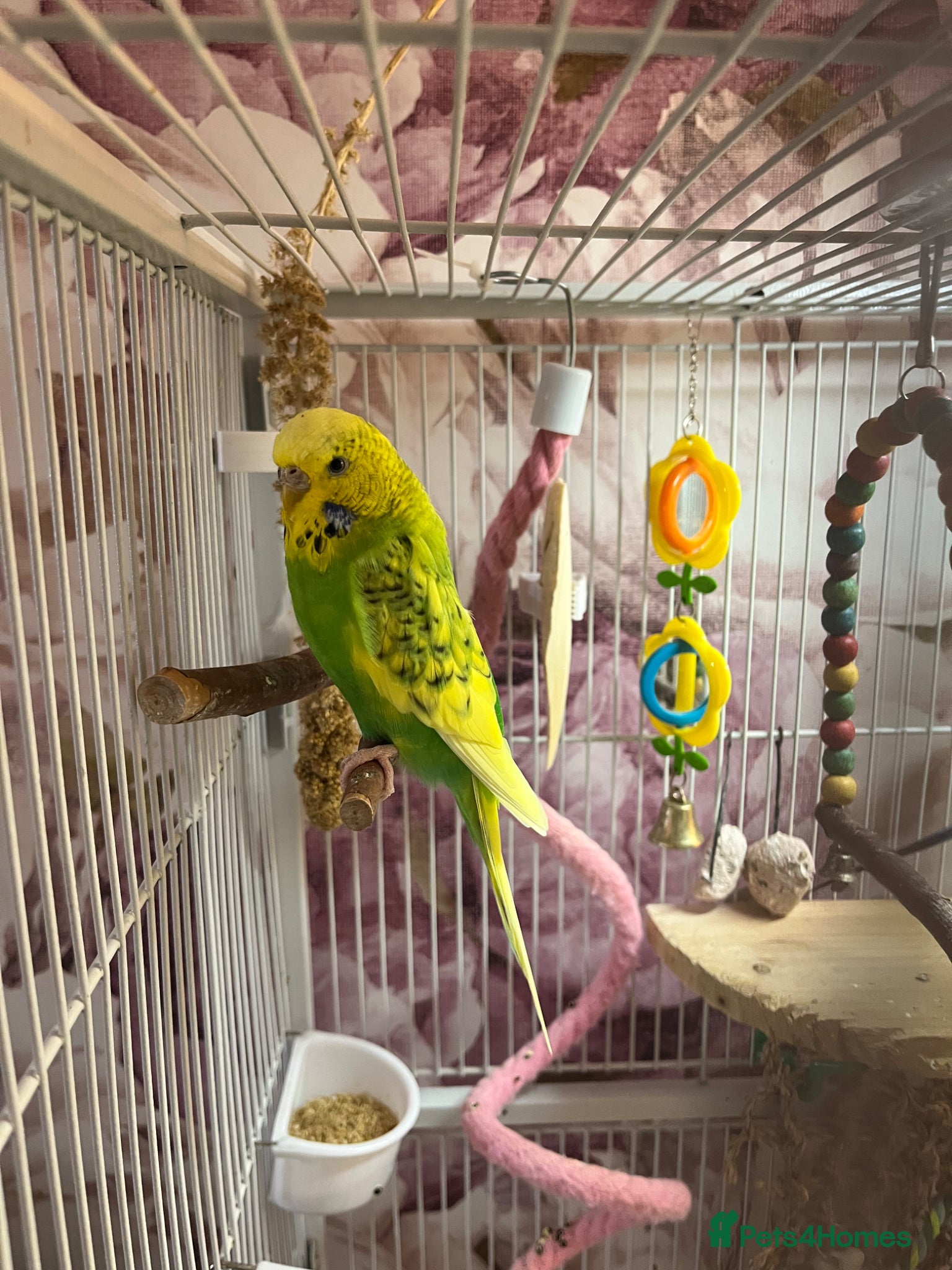 Budgerigars birds Two beautiful budgies with cage - Advert 2