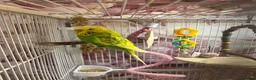 Budgerigars birds for sale: Two beautiful budgies with cage in Widnes - Advert 1