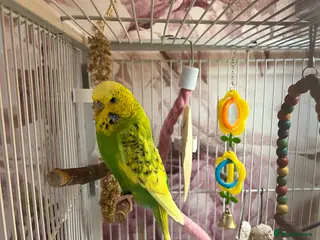 Budgerigars birds Two beautiful budgies with cage - Advert 2