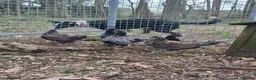 Chickens poultry for sale: Mixed Breed Cockerels and Silkie Cockerels - Advert 2