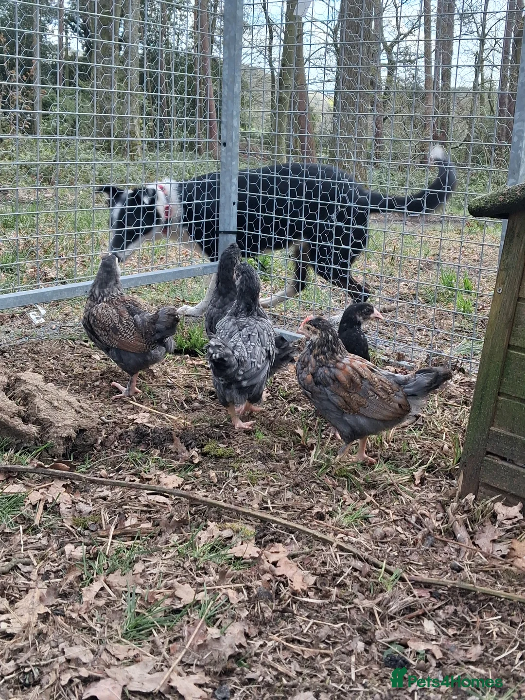 Chickens poultry for sale: Mixed Breed Cockerels and Silkie Cockerels - Advert 2