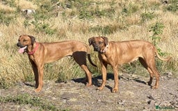 Rhodesian Ridgeback dogs for sale: UBUKHOSI Rhodesian Ridgebacks - Image 6