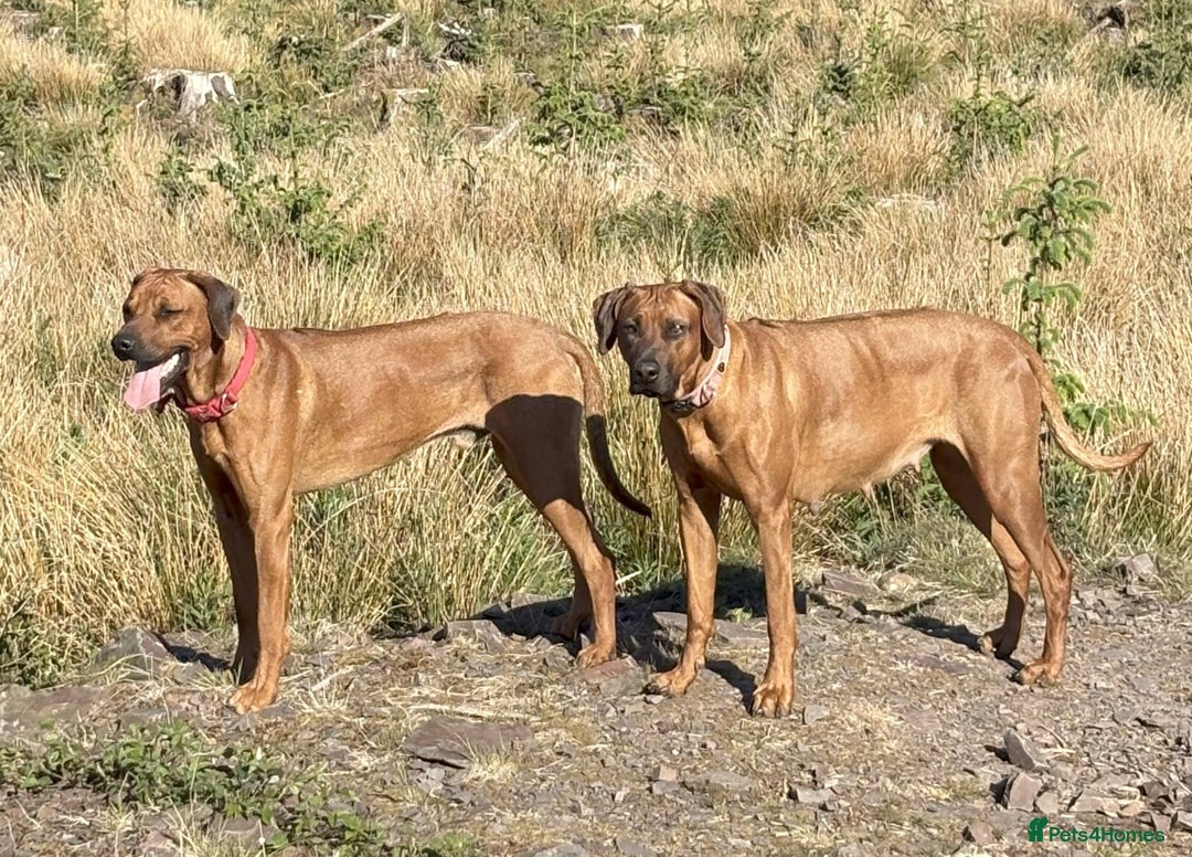 Rhodesian Ridgeback dogs for sale: UBUKHOSI Rhodesian Ridgebacks - Image 6