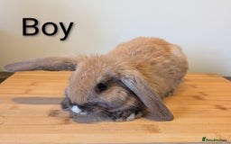 Mini Lop rabbits for sale: Lots of bunnies for sale  - Image 4