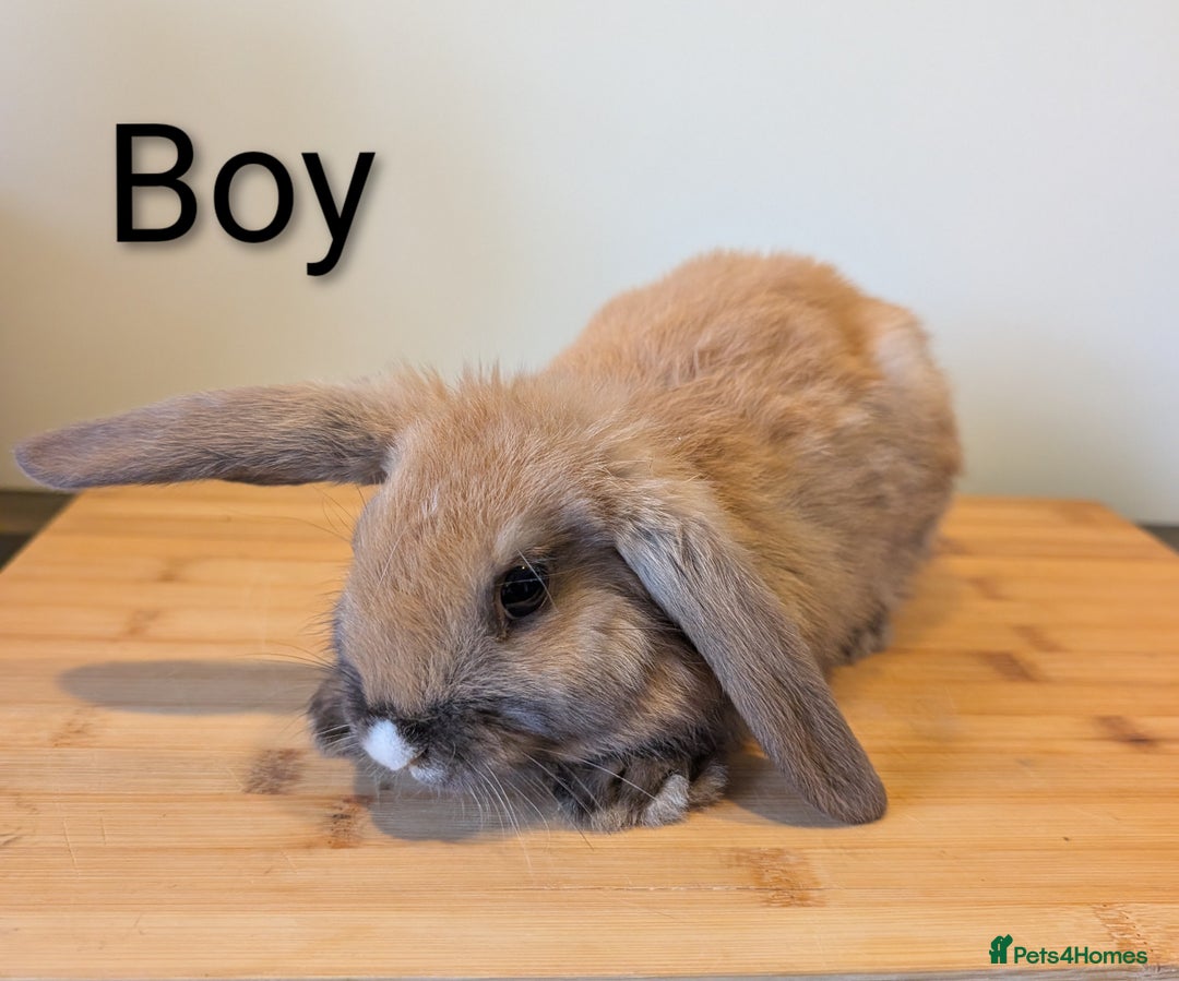 Mini Lop rabbits for sale: Lots of bunnies for sale  - Image 4