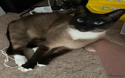 Siamese cats for sale: Adult male Siamese x seal point  - Image 3
