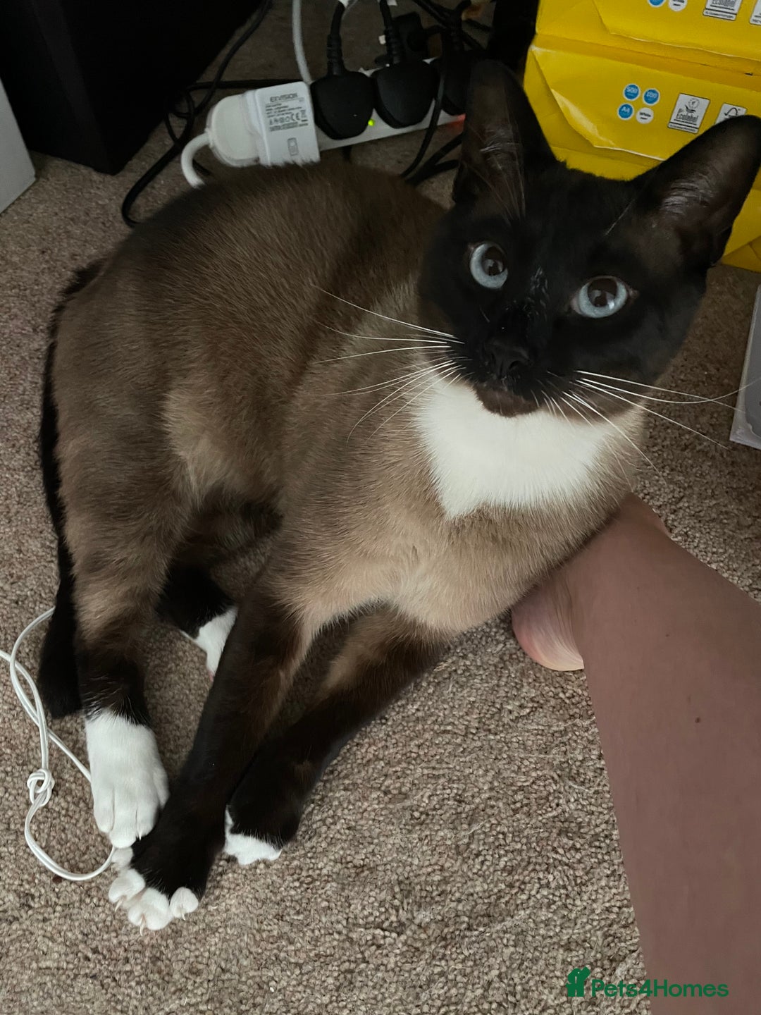 Siamese cats for sale: Adult male Siamese x seal point  - Image 3