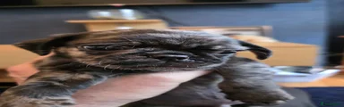 Pug 1