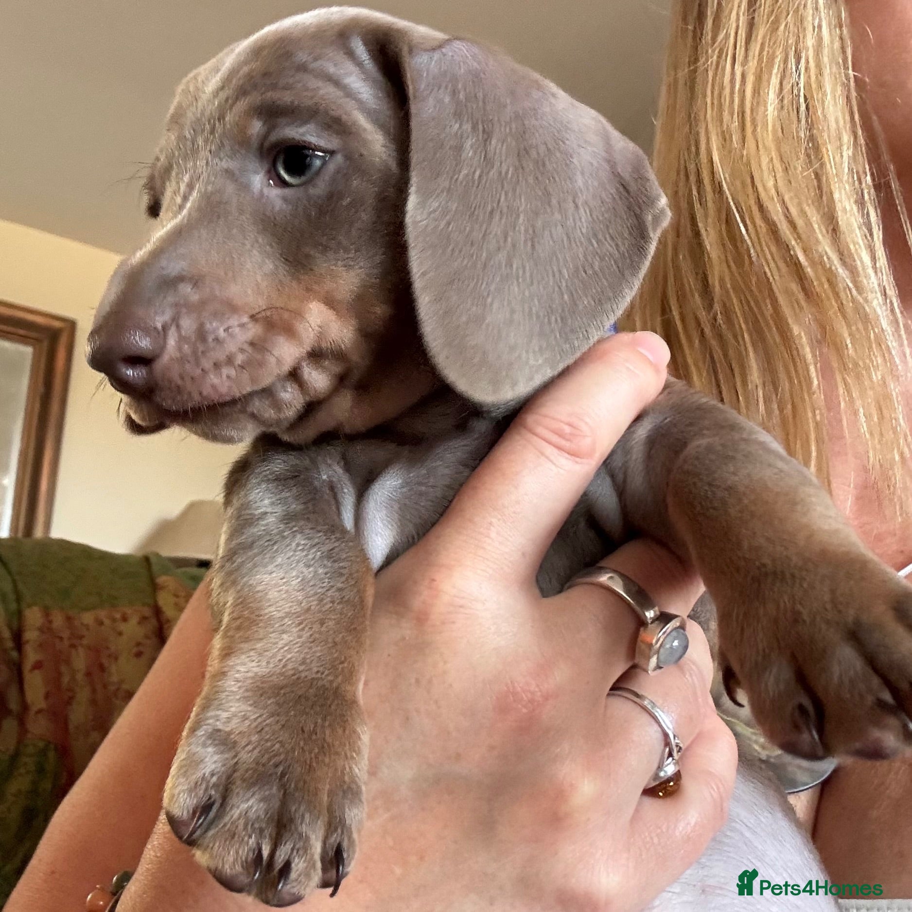 Dachshund dogs Standard Dachshund Puppies - Advert 2