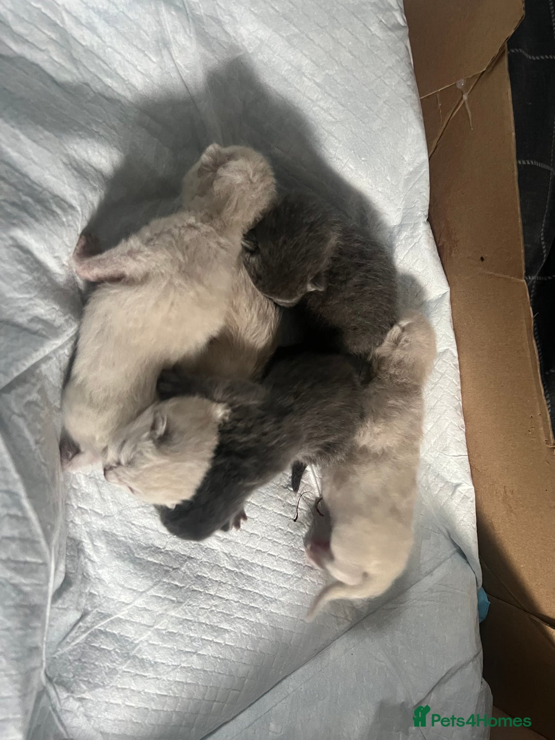 British Shorthair cats for sale: 5 beautiful British shorthair boys  - Image 8