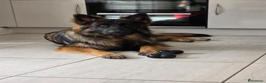 German Shepherd 1