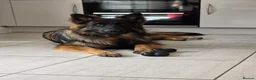 German Shepherd dogs for sale: SABLE LONG COAT GSD 10 MONTHS OLD  - Advert 9