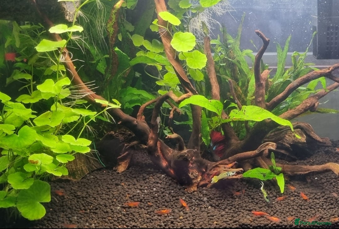 Shrimps fish for sale: Red/cherry shrimp  - Advert 1