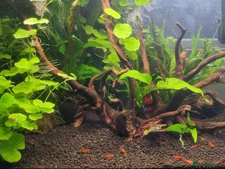 Shrimps fish Red/cherry shrimp - Advert 6