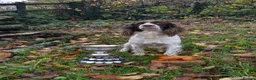 English Springer Spaniel dogs for sale: FTCh x OFTW dog puppy available  - Advert 1