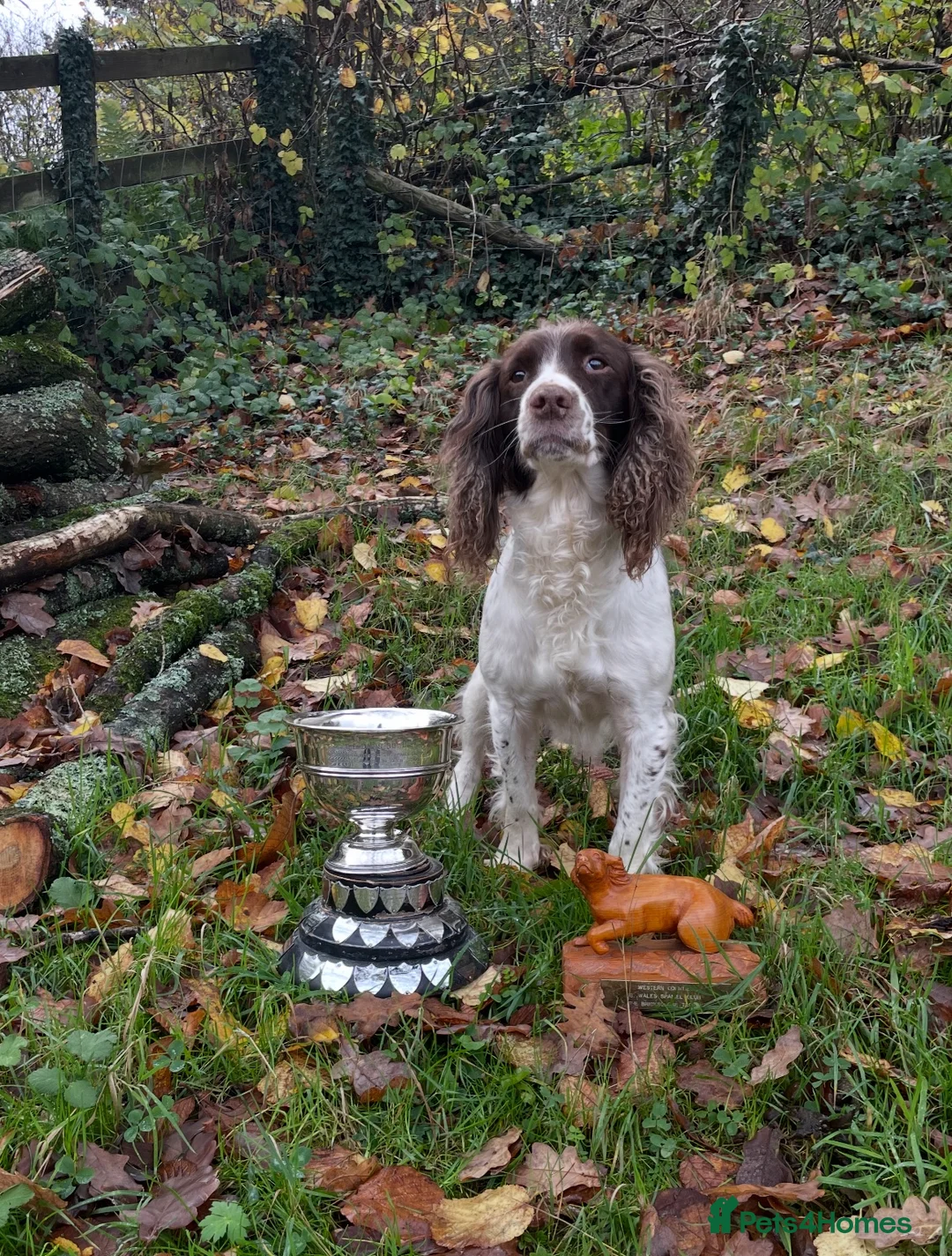 English Springer Spaniel dogs for sale: FTCh x OFTW dog puppy available  - Advert 1