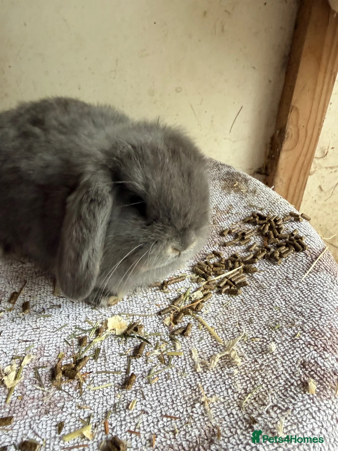 Lionhead rabbits for sale: Holland Lops looking for their forever homes - Advert 2