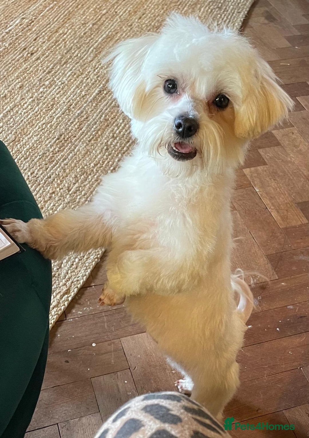 Maltese dogs for sale: Singleton male maltese - Advert 3