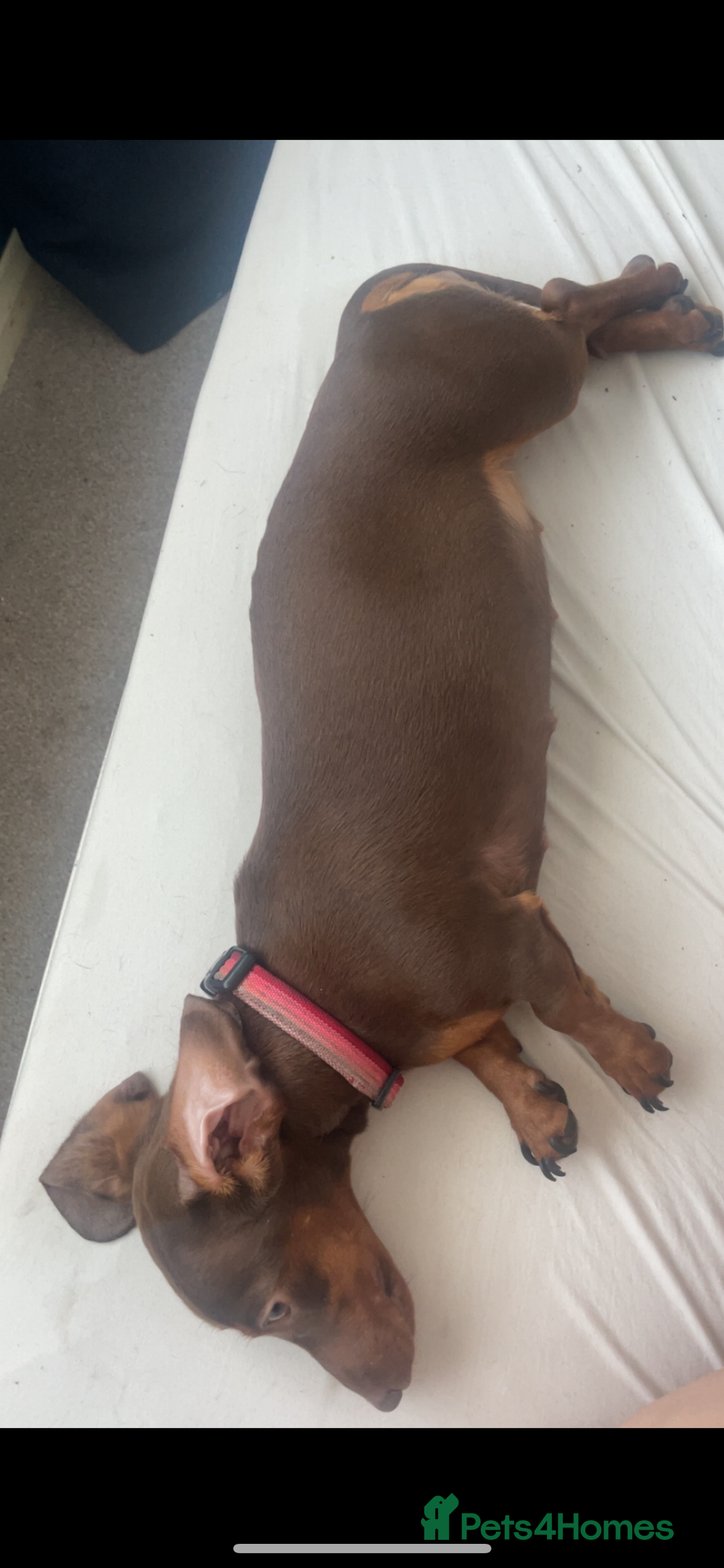 Miniature Dachshund dogs for sale: Beautiful Pedigree Miniature Dachshund Puppies - Image 2