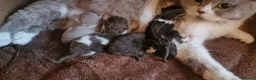 British Shorthair cats for sale: Tica registered British Shorthair Boy in Wigan - Advert 23