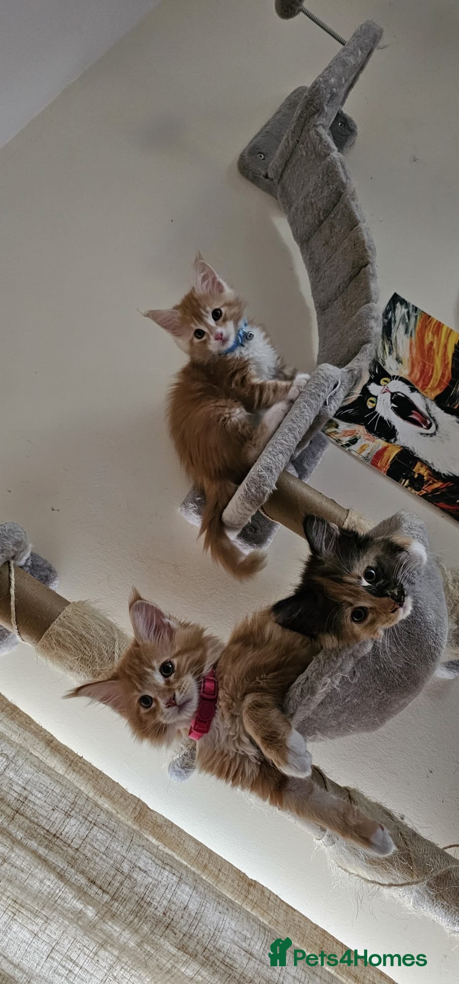 Maine Coon cats TICA reg Maine coons - Advert 2