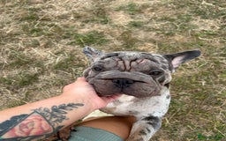 French Bulldog dogs for sale: Mabel, Merle ** French bull dog - Image 6