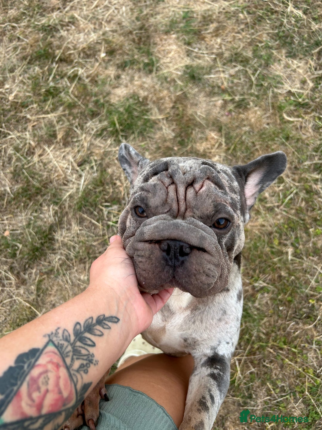 French Bulldog dogs for sale: Mabel, Merle ** French bull dog - Image 6
