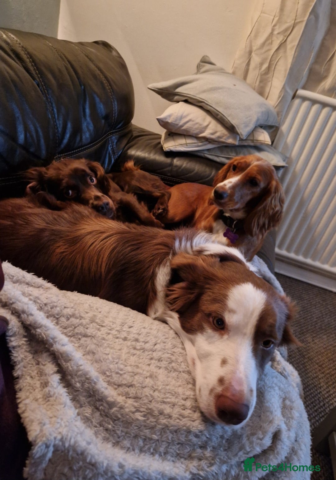 Border Collie dogs for sale: 4yr old Brown & White Border Collie Bitch - Advert 6