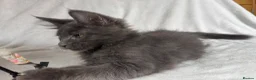 Maine Coon cats for sale: Reduced! TICA Maine Coon Kittens active possible  - Advert 20
