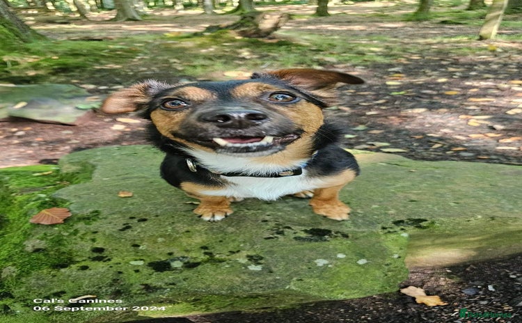Mixed Breed dogs - Advert 1