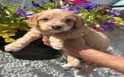 Cavapoo dogs for sale: Ready Now F1 Cavapoo boy - Image 12
