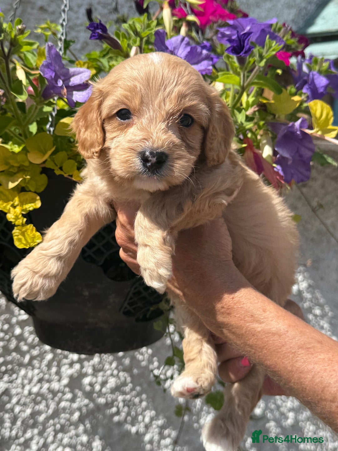 Cavapoo dogs for sale: Ready Now F1 Cavapoo boy - Image 12