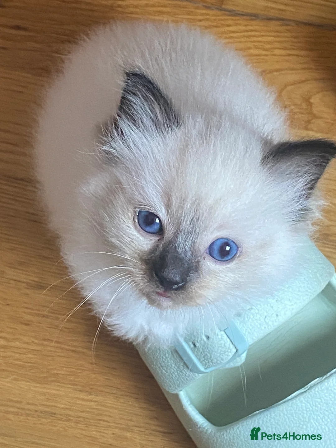 Ragdoll cats for sale: Ragdoll kittens (delivery available) - Advert 1